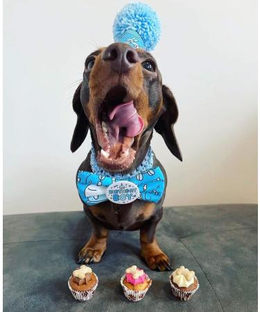 DOG TREATS Trio Mini Iced Woofin. Dog Birthday Cake For Dogs/Puppy. Small Biscuits/Ice Cake Treats. Dog Training Treats/Puppy Training Treats. Bakery Fresh Dog Treat Made In UK By The Barking Bakery. - Buy Online on GoSupps.com
