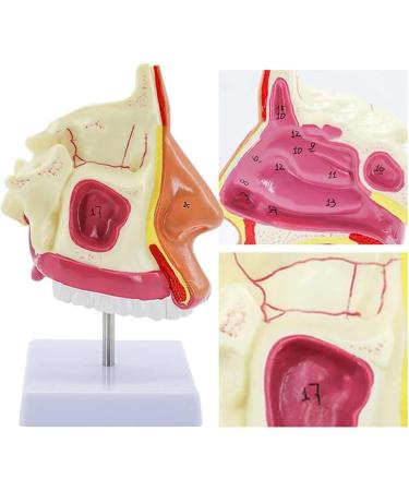 BuTkus Nasal Cavity Model - Human Anatomy with Digital Labels and Base - Learn & Understand Nasal Structure - Buy Online on GoSupps.com