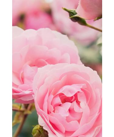 Khadi Rose Repair Hair Oil | Vegan Ayurvedic Treatment for Dry Damaged Hair | 50ml - Buy Online on GoSupps.com