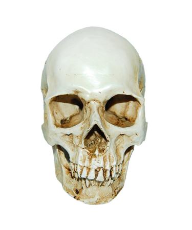 MagiDeal Lifesize 1:1 Human Skull Replica Resin Model Anatomical Medical Skeleton
