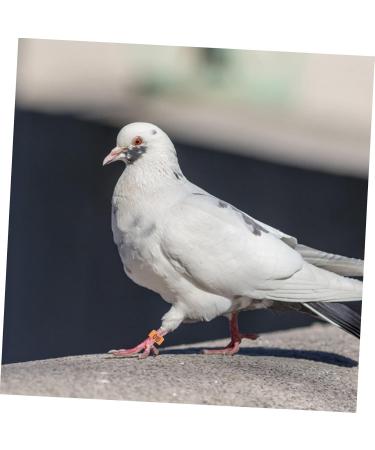 FOMIYES 300 Pcs Pigeon Anklet Ring Protector Parrot Leg Ring Foot Ring for Pigeon Xuan Feng Birds Baby 1.3X1.3CMx3pcs Orangex3pcs - Buy Online on GoSupps.com