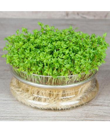 Cress Seeds 100g Aserio Seeds Watercress Seeds Haleen Seeds Halim Seeds Cressonnette Garden cress Seeds Aliv Seeds - Buy Online on GoSupps.com