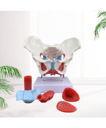 Female Pelvis and Perineum Model with Removable Organs Showing Model of Pelvic Floor Muscles with Uterus Vagina Ovaries Bladder Rectum