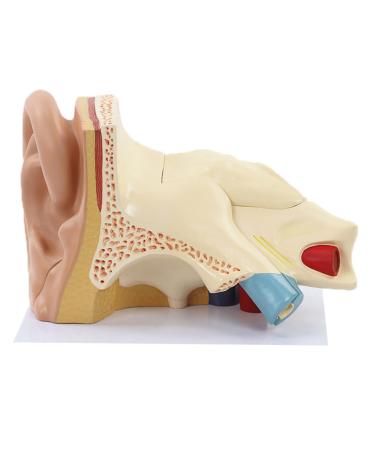 5 Part Human Ear Anatomy Model with Base Human Ear Joint Simulation Model Medical Anatomy PVC Plastic Desktop Decoration