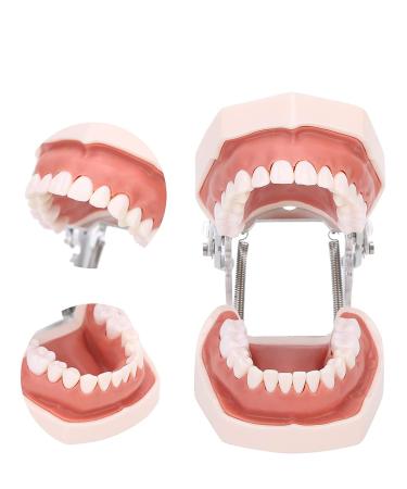 Typodontic denture model with removable teeth and soft gums Dental Anatomy Tool Dental oral practice dental preparation 28teth simulation