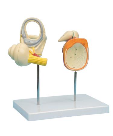 Medical Teaching Tool Inner Ear Small Bone and Eardrum Release Large Model Human Body Inner Ear Model with Base for Medical Demonstration Gift