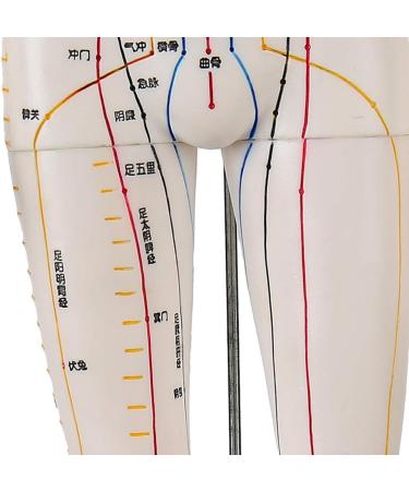 Female Acupuncture and Moxibustion Model 60cm - Medical Acupuncture and Moxibustion Model - Human Acupuncture and Moxibustion Model - for Chinese Body Statues of Doctors - Buy Online on GoSupps.com