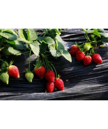 Strawberry Seeds Ancient Immortal Breed Fruit Berry Seeds Natural Beauty Strawberry 200 Seeds