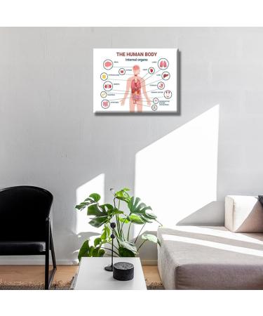 Human Body Internal Organs Wall Art Thymus Gland and Reproductive System of Male and Female Wall Art for Living Room Heart Brain Liver kidneys Posters Print on Canvas Framed Ready to Hang 12X16 INCH Anatomy-6 15.7"L x 0.6"W - Buy Online on GoSupps.com
