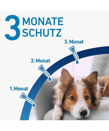 Frontline Spot On H 20 Solution for Dogs - 3 Pack (1.34 ml Each) | Effective Flea & Tick Treatment | International Shipping Available - Buy Online on GoSupps.com