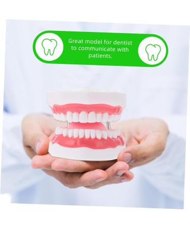 Ultechnovo 3D Tooth Model for Adult Education | Dental Teaching Model & Typodont for Dentists - International Shipping Available - Buy Online on GoSupps.com