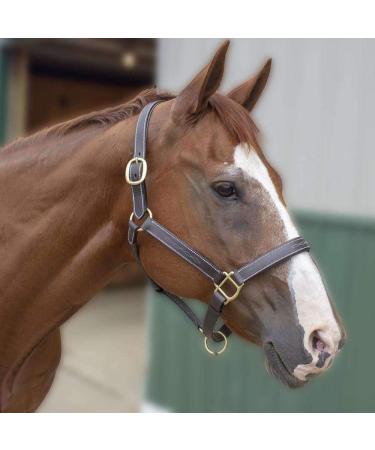 Derby Originals Liverpool Padded Leather Horse Halter - Cob/Arabian Size - Buy Online on GoSupps.com