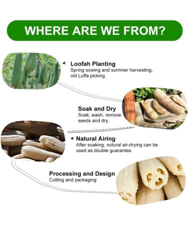 6 Pieces Natural Luffa Sponge Set | Exfoliate Dead Skin Ideal for Bath Shower & Kitchen Scrub | Eco-Friendly Personal Care & Decoration - Buy Online on GoSupps.com