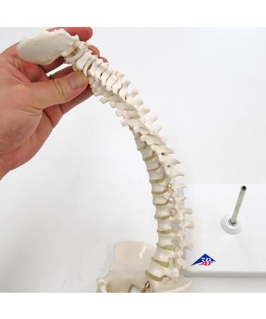 3B Scientific A18/21 Mini Human Spinal Column Model "Flexible" on Base 17.3-Inch Height - Buy Online on GoSupps.com