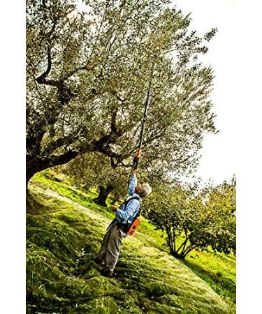  Grani Alimentari ROBUSTO ETRUSCO: SIEGER GOLDMEDAILLE BIOL2020 & 2021: the world's best cold pressed organic olive oil 100% Italian organic olive oil nativ extra medium fruity a stunning oil with a great taste. - Buy Online on GoSupps.com