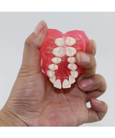 Nvivn Oral Implant Practice Model | Dental Training & Research Tool for Global eCommerce - Buy Online on GoSupps.com