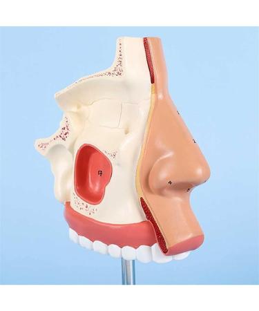 BuTkus Nasal Cavity Model - Human Anatomy with Digital Labels and Base - Learn & Understand Nasal Structure - Buy Online on GoSupps.com