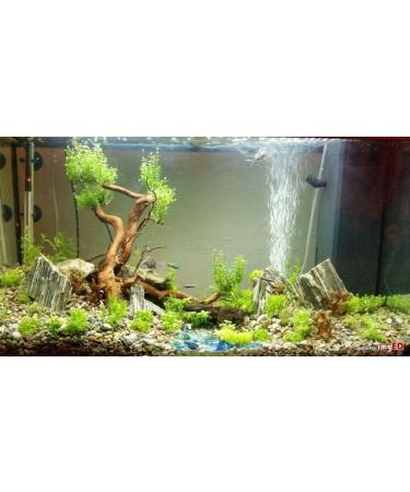 Wyskont Slate Stones - Natural Aquarium & Terrarium Decoration - 1kg Wooden Look Stones & Cave - Premium Aquascaping Accessories - Buy Online on GoSupps.com