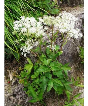 bodi : Dong Quai Root Powder | 4oz to 5lb | 100% Pure Natural Hand Crafted (4 oz) 4 Ounce (Pack of 1) - Buy Online on GoSupps.com