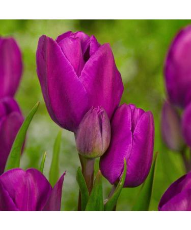 PLAT Firm SEMI DI GERMINAZIONE: 12 Tulip Blumenzwiebeln-Blau Sch nheit Triumph Tulip (Packung mit Birnen 12) Zonen: 8/3 - Buy Online on GoSupps.com