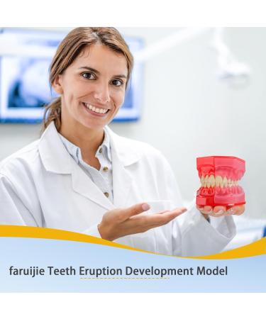 Teeth Eruption Development Model | Visualize Deciduous to Permanent Teeth Transition | International Shipping Available - Buy Online on GoSupps.com