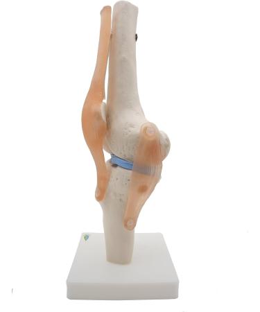 Opaeroo Life Size Anatomical Medical Knee Joint Model with Ligaments - Perfect for Education & Anatomy Studies - Buy Online on GoSupps.com