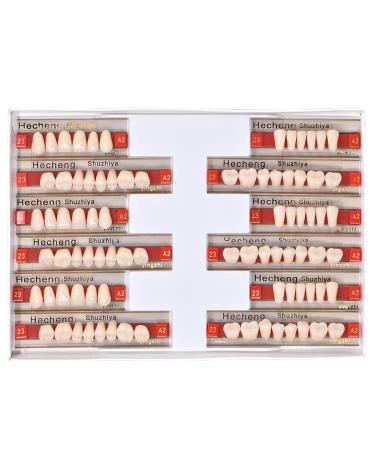 Angzhili 84 Pcs Dental Complete Acrylic Resin Denture False Teeth 3 Sets Synthetic Polymer Resin Denture Teeth 23 Shade A2 Upper + Lower Dental Materials