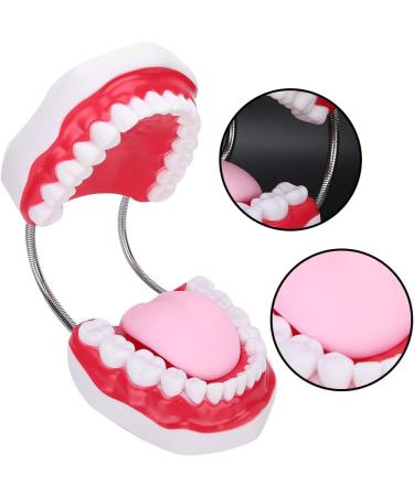 Teeth Model with Toothbrush - Ideal for Hospitals & Kindergartens | Teach Toddlers Oral Hygiene - Buy Online on GoSupps.com