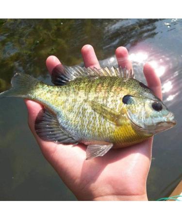YZD Silverside Minnow Crappie Jig 12pcs - 3Color Mix | Fishing Lures for Crappie | Premium Quality - Buy Online on GoSupps.com