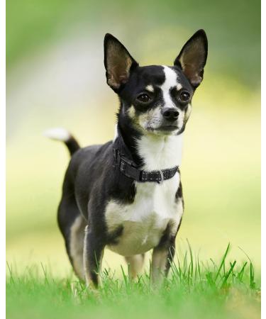 Joytale Reflective Dog Collar - XS Black for Puppies | Safe & Stylish | Pack of 1 - Buy Online on GoSupps.com