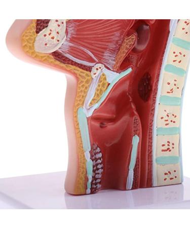 Nasal Cavity Throat Anatomical Model Pathological Nasal Pharyngeal Oropharyngeal Longitudinal Section Model - Buy Online on GoSupps.com