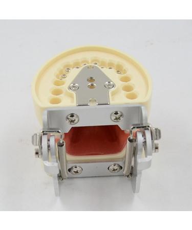 Buy WUURAA 32 Typodont - Removable Demonstration Teeth for Dental Education | International Shipping Available - Buy Online on GoSupps.com