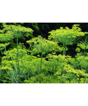 100 Organic Non-GMO Dukat Semi di aneto * Sweetest aromatico ad Alto rendimento - Buy Online on GoSupps.com
