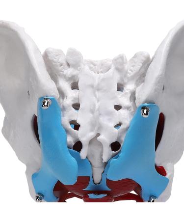 Teaching Pelvic Model Pelvis Model Durable Honest And Reliable Exquisite Craftsmanship for Home for Tearcher - Buy Online on GoSupps.com