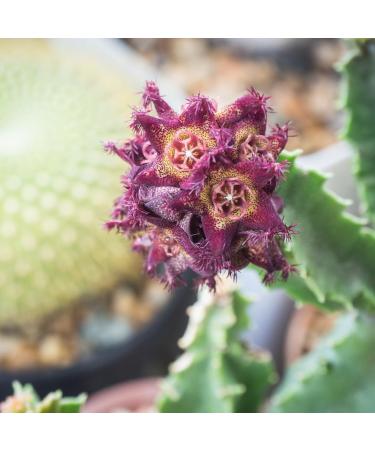 PURE ORIGINAL INGREDIENTS Caralluma Fimbriata (365 Capsules) No Magnesium Or Rice Fillers Always Pure Lab Verified 365 Count (Pack of 1) - Buy Online on GoSupps.com