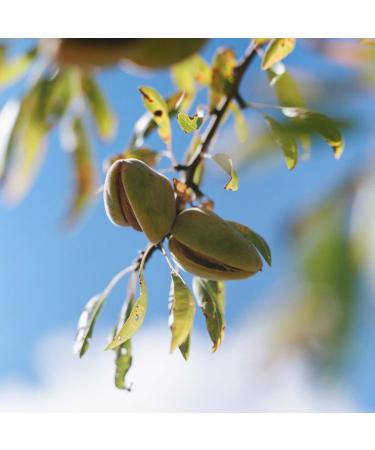 L'OCCITANE Almond Shower Oil Refill Duo - Buy Online on GoSupps.com