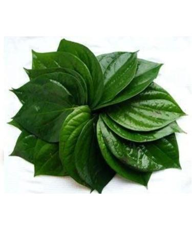 Seelans Fresh Betel Leaves | Beetle Leaves 10pcs | Pan Leaves | Leaf Betel | Fresh Leaf | Used for Pooja & Edible | Indian Origin | Approx 50G Next Day Shipping - Buy Online on GoSupps.com
