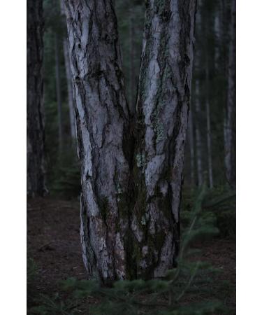 KORRES Black Pine Foundation BPF1 | Anti-Aging Vegan Makeup for Moisture & Elasticity | Medium-High Coverage | 30ml - Shop Internationally - Buy Online on GoSupps.com