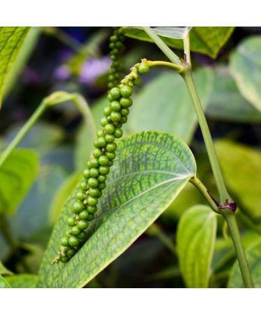 250g Whole Green Peppercorns - 100% Natural & Vegan - No Additives - 8.8oz - Buy Online on GoSupps.com