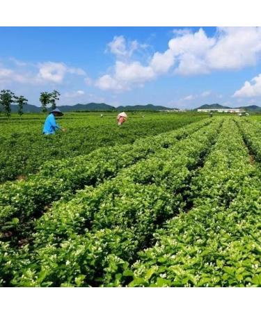  Add Fruits Jasmine Mao Feng Green Tea Cold Infusion Green Tea Cold Infusion 100% Vegetable 30 Sachets Ingredients: Mao Feng and Jasmine Green Tea Net Weight: 90 Gr  - Buy Online on GoSupps.com