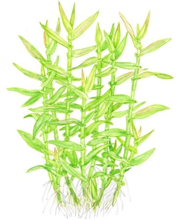 Tropica Murdannia keisak Bamboo No.135 - Premium Aquatic Plants for Your Aquarium - Fast International Shipping - Buy Online on GoSupps.com