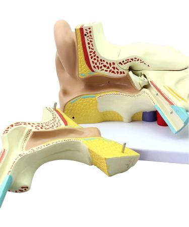 Human Ear Ear Outdoor Ear Medium Ear Internal Texture Template Suitable for Medical Teaching - Buy Online on GoSupps.com