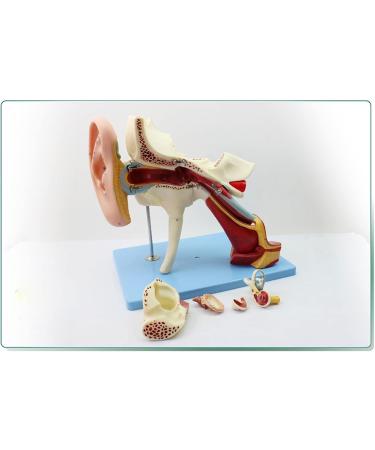 Human Medical Ear Anatomic Model of The Inner Ear of The Inner Ear of The Eardrum The Temporal Bone Ear Nose and Throat for Veterinary Anatomy Learning - Buy Online on GoSupps.com