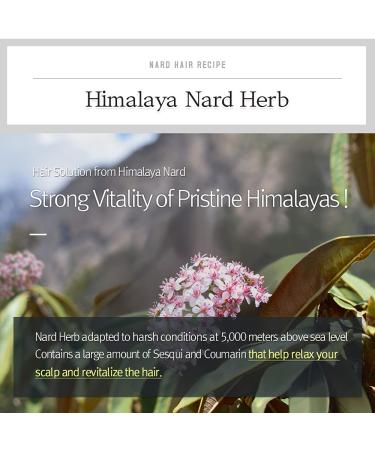 NARD Argan Hair Essence Oil - Natural Moroco Argan Oil Serum for Damaged Hair Care - 3.38 Fl. Oz - Buy Online on GoSupps.com