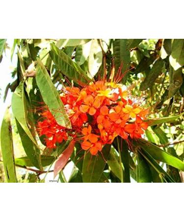 Buy Ashoka Menstrual Herbal Remedy - 120 Capsules | Ayurvedic Feminine Wellness Supplement for International Shipping - Buy Online on GoSupps.com