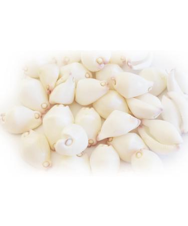 24 Beautiful White & Purple Wart Cowries (Vericosus Calprunis) 3/4-1 Shells