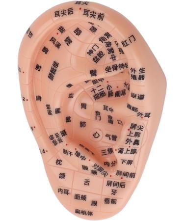 Buy Ear Massage Model - Accurate PVC Acupuncture Model - Ideal for Teaching & Labs - International Shipping Available - Buy Online on GoSupps.com