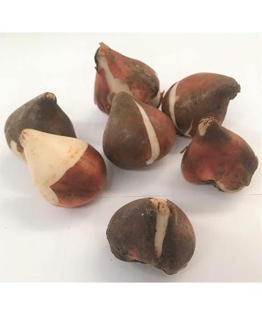 There are 5 varieties to choose from Tulip bulbs Summer flower bulbs Double flowering tulip bulbs - Buy Online on GoSupps.com