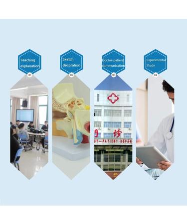 Human Ear Model 3X Enlarged 3-Piece Ear Anatomy Model Professional Ear Simulation Model Shows External Middle and Inner Ear for Medical Education - Buy Online on GoSupps.com