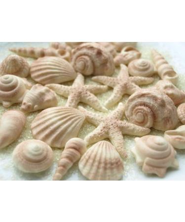 Rainbow Cake Toppers 24x Edible Sea Shells Cupcake Decorations Mermaid Cupcake Toppers Under the Sea Cake (RCT-0047) - Buy Online on GoSupps.com